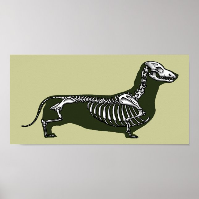 Poster esqueleto de dachshund (Frente)