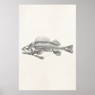 Póster Esqueleto de Peixes de Perch Vintage - Modelo de F