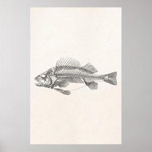 Póster Esqueleto dos peixes da vara do vintage - modelo