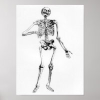 Esqueleto humano