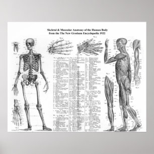 Póster Esqueleto Humano e Anatomia Muscular de 1922