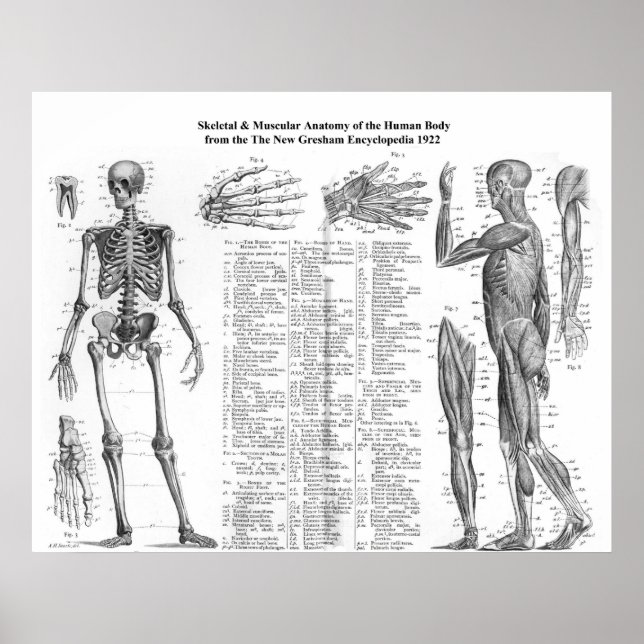 Póster Esqueleto Humano e Anatomia Muscular de 1922 (Frente)