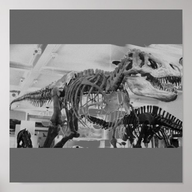 Poster Esqueleto T-Rex B+W (Frente)