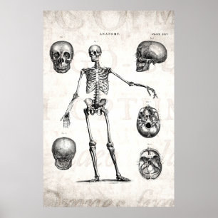 Póster Esqueletos antigos de esqueleto da anatomia dos