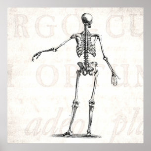Poster Esqueletos antigos de esqueleto da anatomia dos