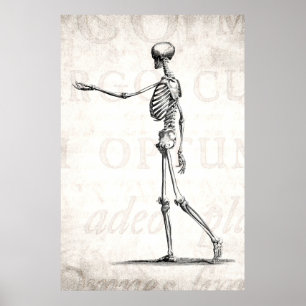Póster Esqueletos antigos de esqueleto da anatomia dos