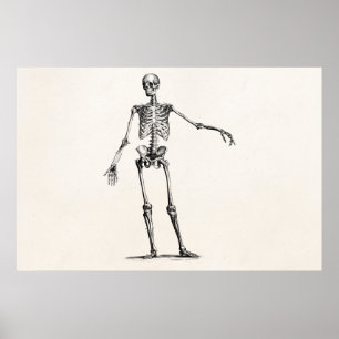 Póster Esqueletos retros de esqueleto da anatomia dos