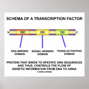 Póster Esquema De Fator De Transcrição (Proteína)