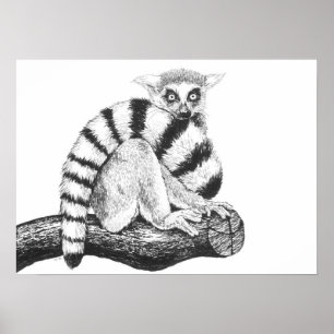 Poster Esquema de Lemur