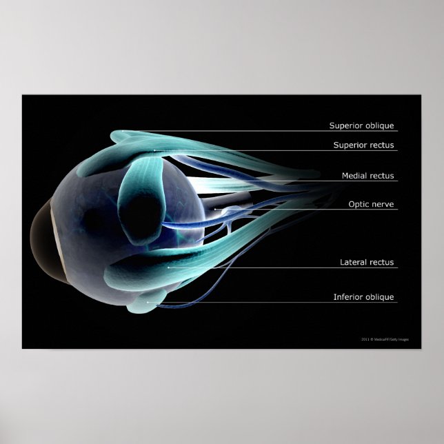 Póster Esquema de todos os músculos do olho humano (Frente)