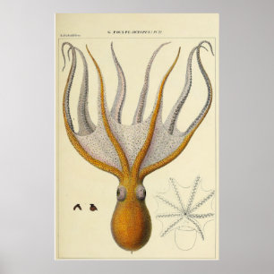 Poster Esquema Zoológico de Octopus Vintage