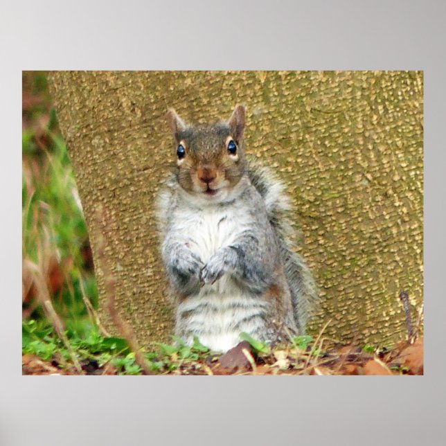 Poster Esquilo (Frente)