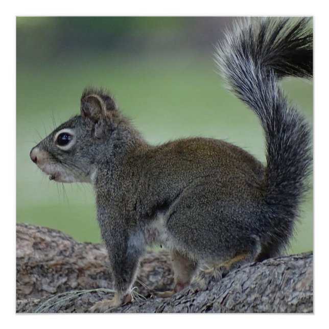 Póster Esquilo (Frente)