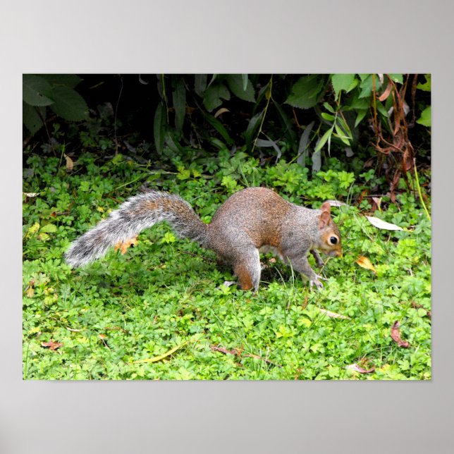 Póster Esquilo cinzento (Frente)