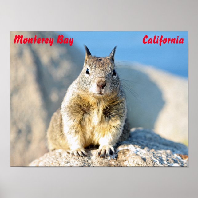 Poster Esquilo-cinzento, Baía de Monterey, Califórnia (Frente)