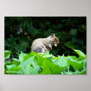 Poster Esquilo Cinzento com Noz