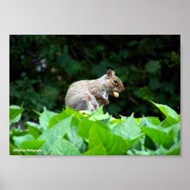 Poster Esquilo Cinzento com Noz (Frente)