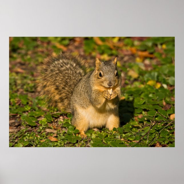 Póster Esquilo Cinzento, comendo, amendoim, Crystal Sprin (Frente)