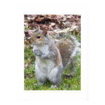 Esquilo Cinzento Fofo Natureza