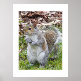 Poster Esquilo Cinzento Fofo Natureza