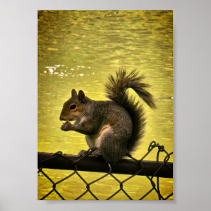 Poster Esquilo-cinzento-oriental (Sciurus carolinensis)