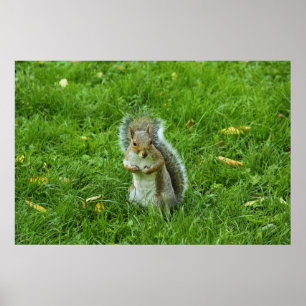 Póster Esquilo cinzento, parque do Bute, Cardiff