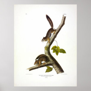 Poster Esquilo Columbiano (Vermelho) de Richardson por Au