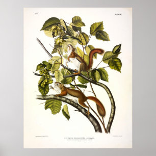 Poster Esquilo da Baía de Hudson (Vermelho Chickaree) po
