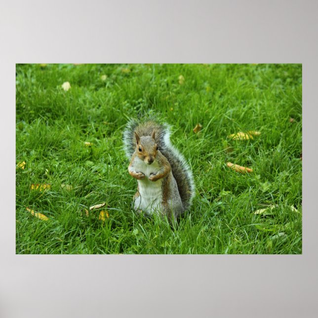 Póster Esquilo de cinzas, Parque de Bute, Cardiff (Frente)