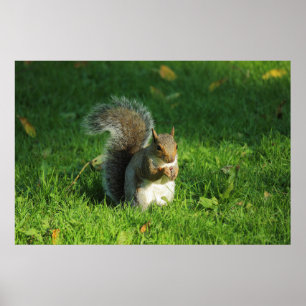 Póster Esquilo de cinzas, Parque de Bute, Cardiff