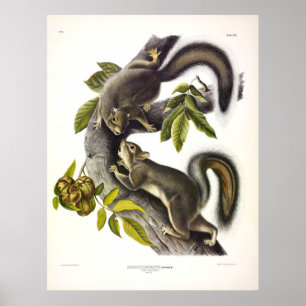 Poster Esquilo de lebre ou Esquilo de Cinzas ocidentais p