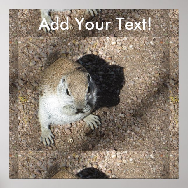 Poster Esquilo de terra feliz (Frente)