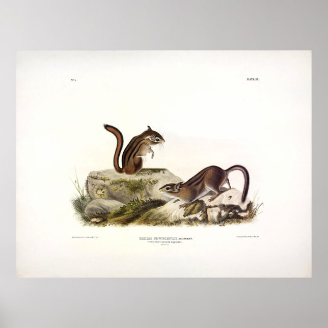 Poster Esquilo do chão (Chipmunk) da Townsend, por Audubo (Frente)