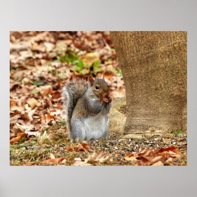 Poster Esquilo famoso (Frente)