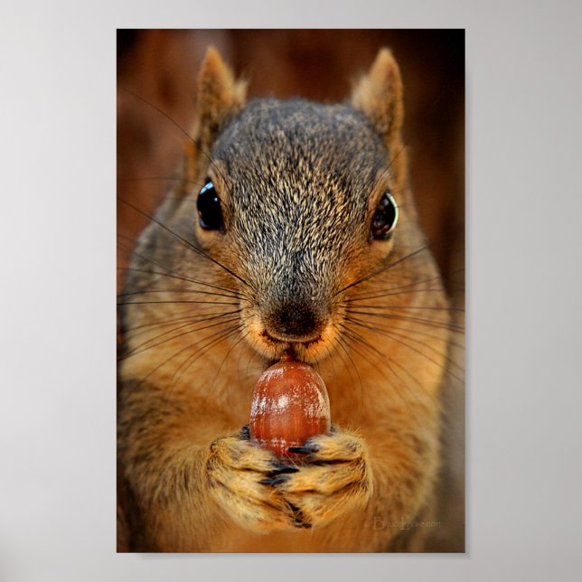 Poster Esquilo fechado com Nut 2 (Frente)