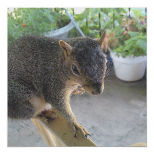 Póster Esquilo Fechar Poster Perfeito (Frente)