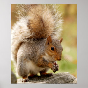 Poster Esquilo Fluffy