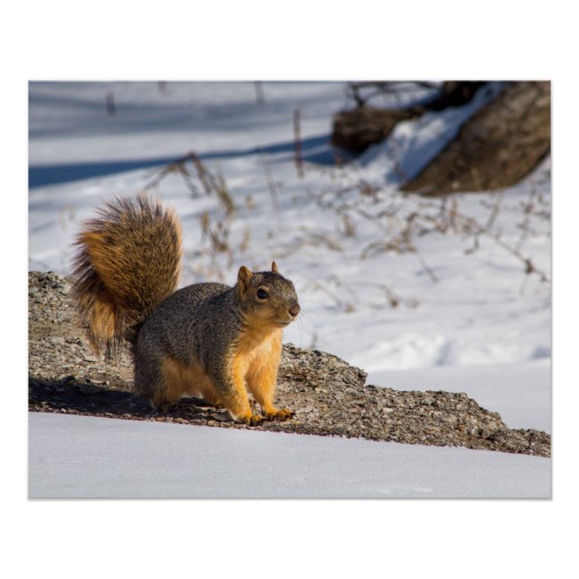 Póster Esquilo fofo na neve  (Frente)