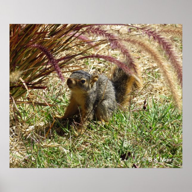 Poster - Esquilo Inquisitivo (Frente)