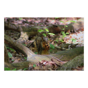 Póster Esquilo na Floresta