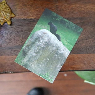 Poster Esquilo Negro Bonito em Esquilos Natureza Rock