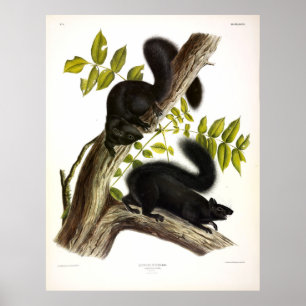Poster Esquilo Negro, Esquilo de Cinza oriental por Audub