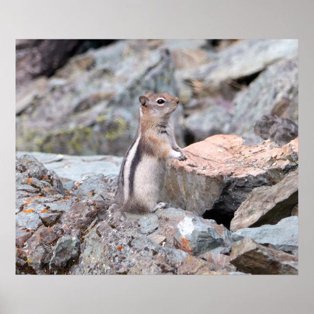 Poster Esquilo-Terrestre de Manto Dourado no Glacier II (Frente)