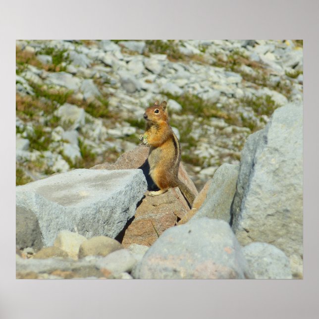 Poster Esquilo-Terrestre de Manto Dourado no Monte Rainie (Frente)