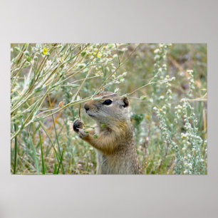 Poster Esquilo Terrestre, Parque Nacional Montanhas Rocho