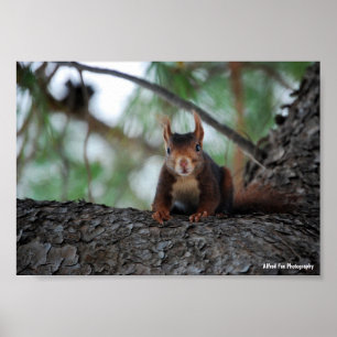 Poster Esquilo Vermelho Descansando