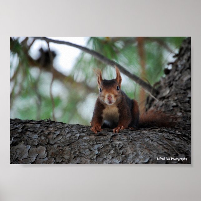 Poster Esquilo Vermelho Descansando (Frente)