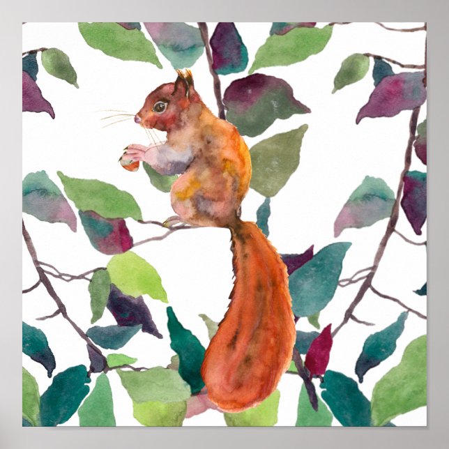 Poster Esquilo Vermelho Pintado Bolotas Ramos de Árvore R (Frente)