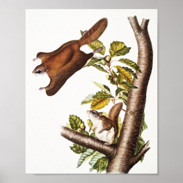 Poster Esquilo Voador de Oregon (Pteromys Origonensis) (Frente)