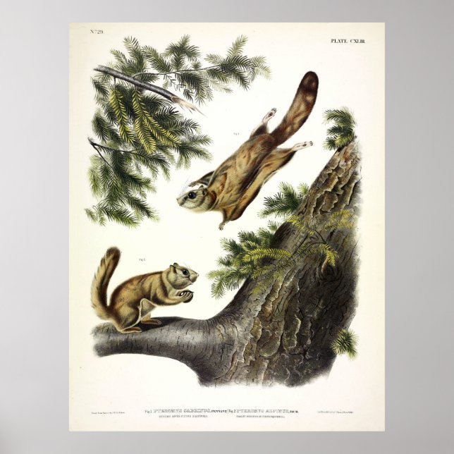 Poster Esquilo Voador Severn River (Norte) de Audubon (Frente)